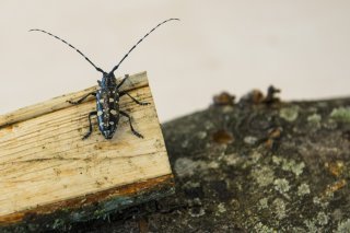 A l'instar du capricorne asiatique, plus de 7000 espèces d’insectes vivent aujourd’hui hors de leur habitat originel (archives).